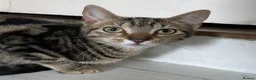 Domestic Shorthair cats for adoption: Maisie, approx 6 month old kitten  - Advert 2