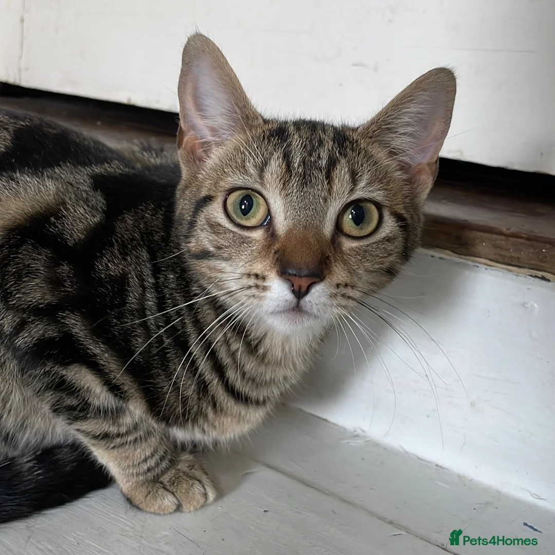 Domestic Shorthair cats for adoption: Maisie, approx 6 month old kitten  - Advert 2