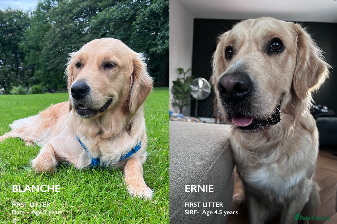 Golden Retriever dogs for sale: Golden Retriever Puppies! 💛🐶 - Image 2