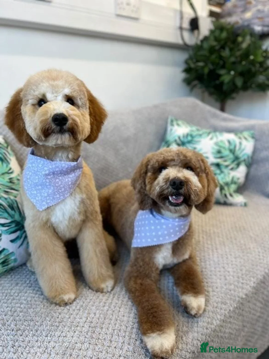 Cockapoo dogs for sale: 6 miniature Cockapoo Puppies - Advert 10