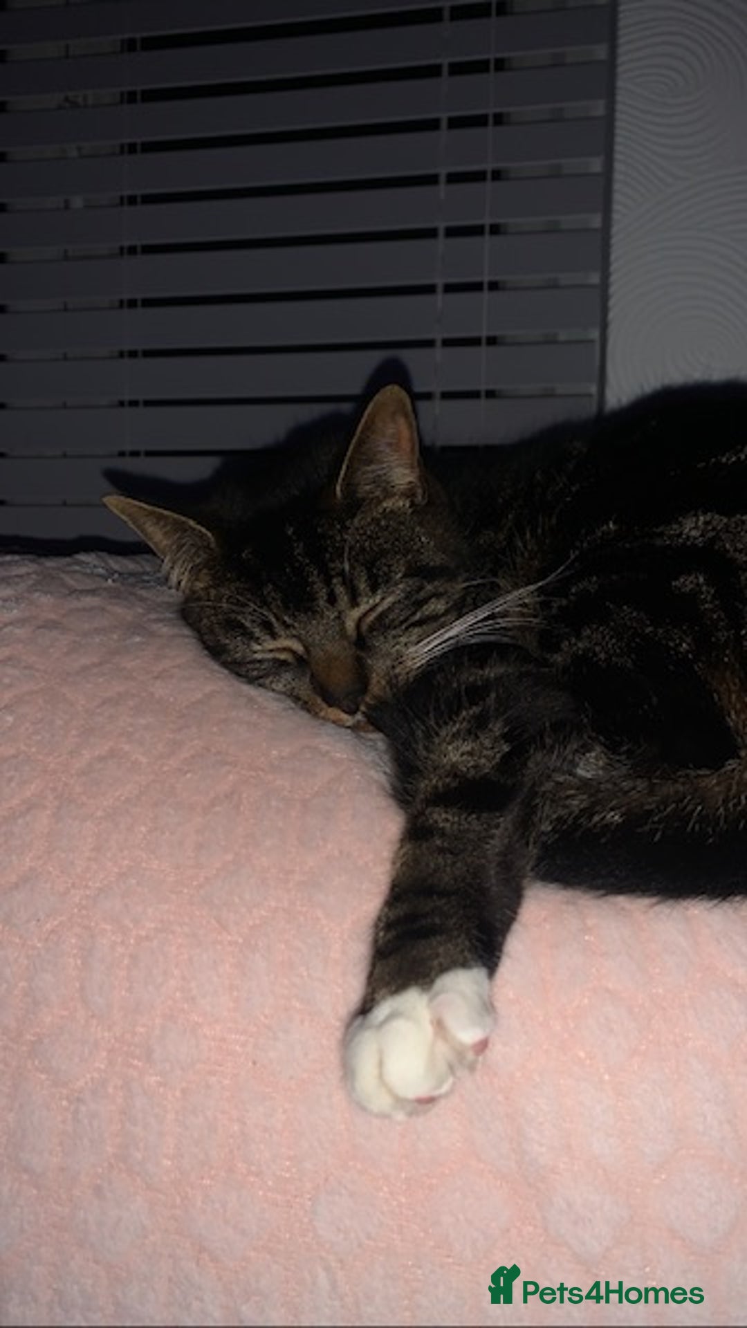 Mixed Breed cats for sale: Female spayed tabby  - Advert 3