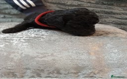 Jackapoo dogs for sale: Beautiful Jackapoos puppies - Advert 10