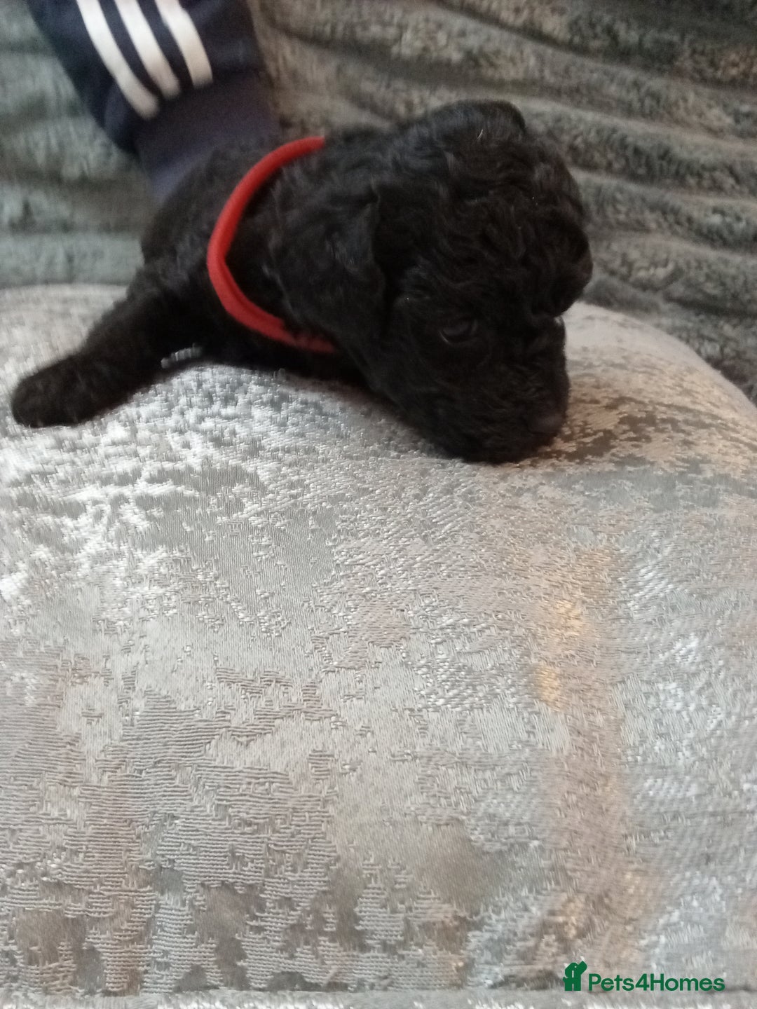 Jackapoo dogs for sale: Beautiful Jackapoos puppies - Advert 10