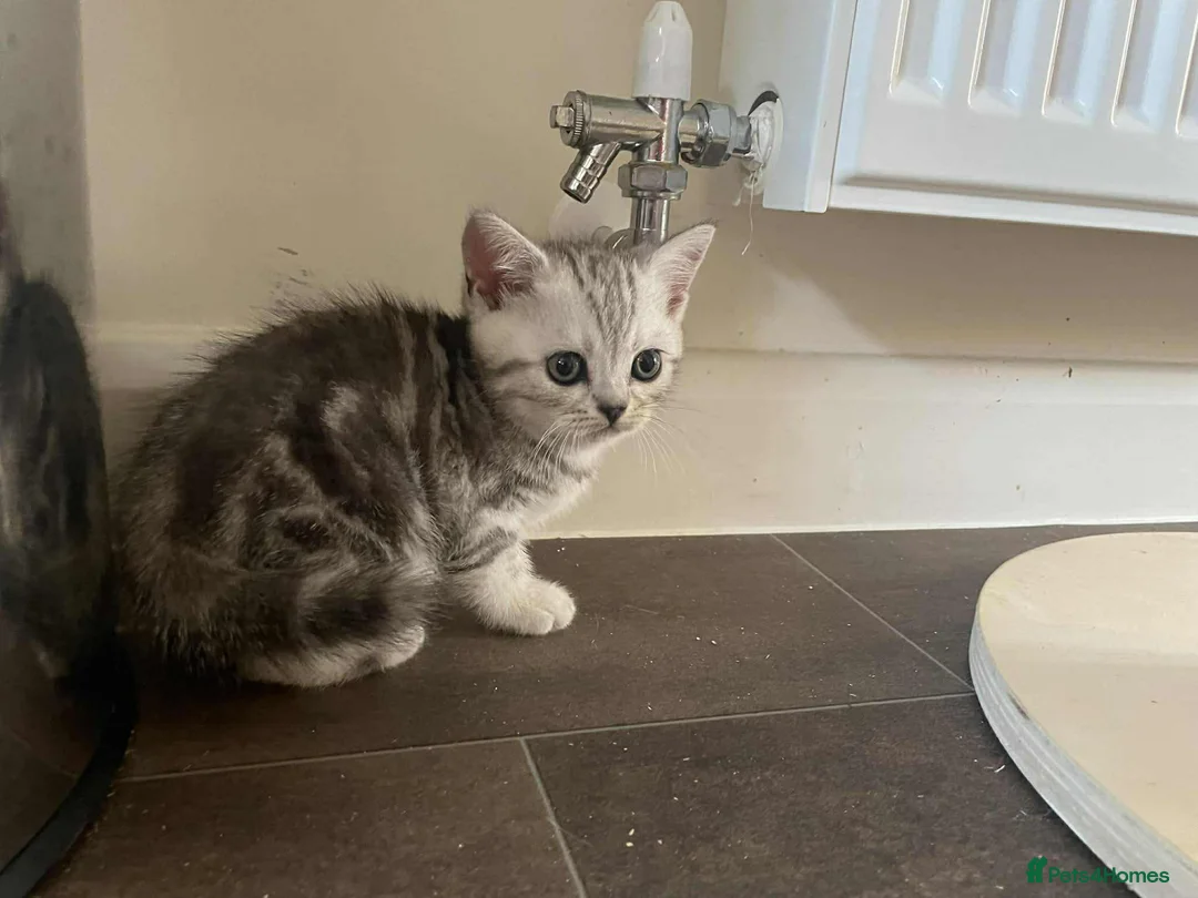 British Shorthair cats for sale: British Shorthair Silver Tabby Kittens - Advert 5