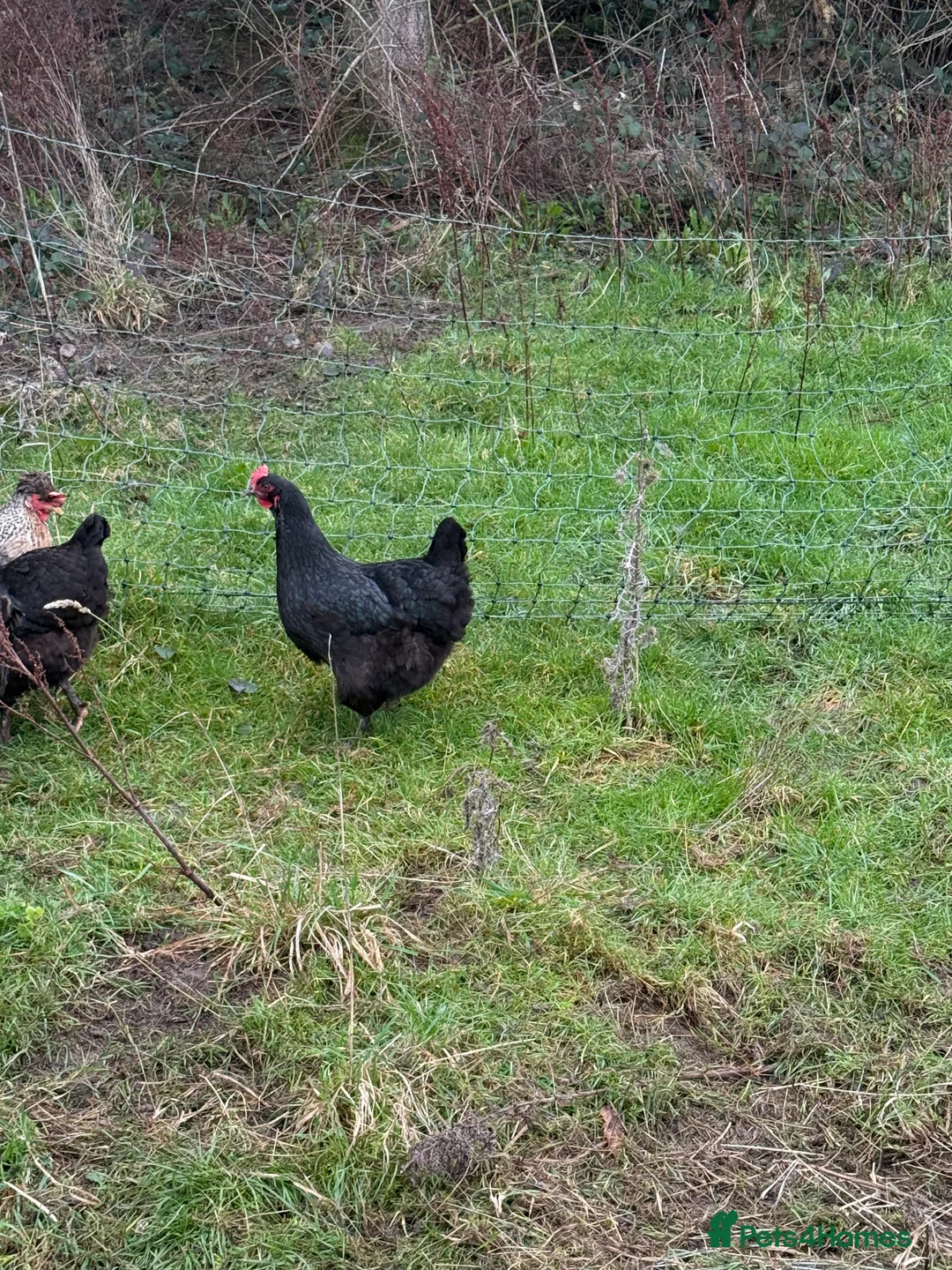 Chickens poultry for sale: Laying hens for sale - Advert 7