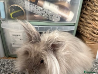 Lionhead rabbits Female Lion Mane Needs Good Home - Advert 3