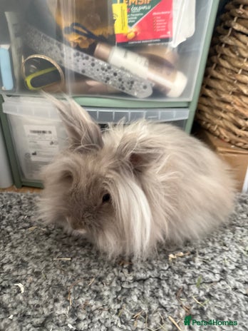Lionhead rabbits Female Lion Mane Needs Good Home - Advert 8