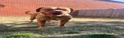 Mixed Breed dogs for sale: Douge De Bordeaux X German Shepard's - Advert 20
