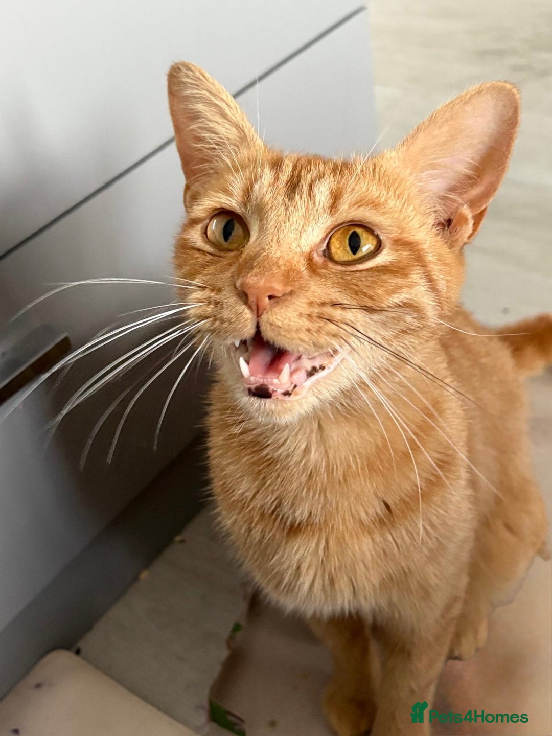Mixed Breed cats for sale: 5 kittens looking for their forever homes  - Image 17