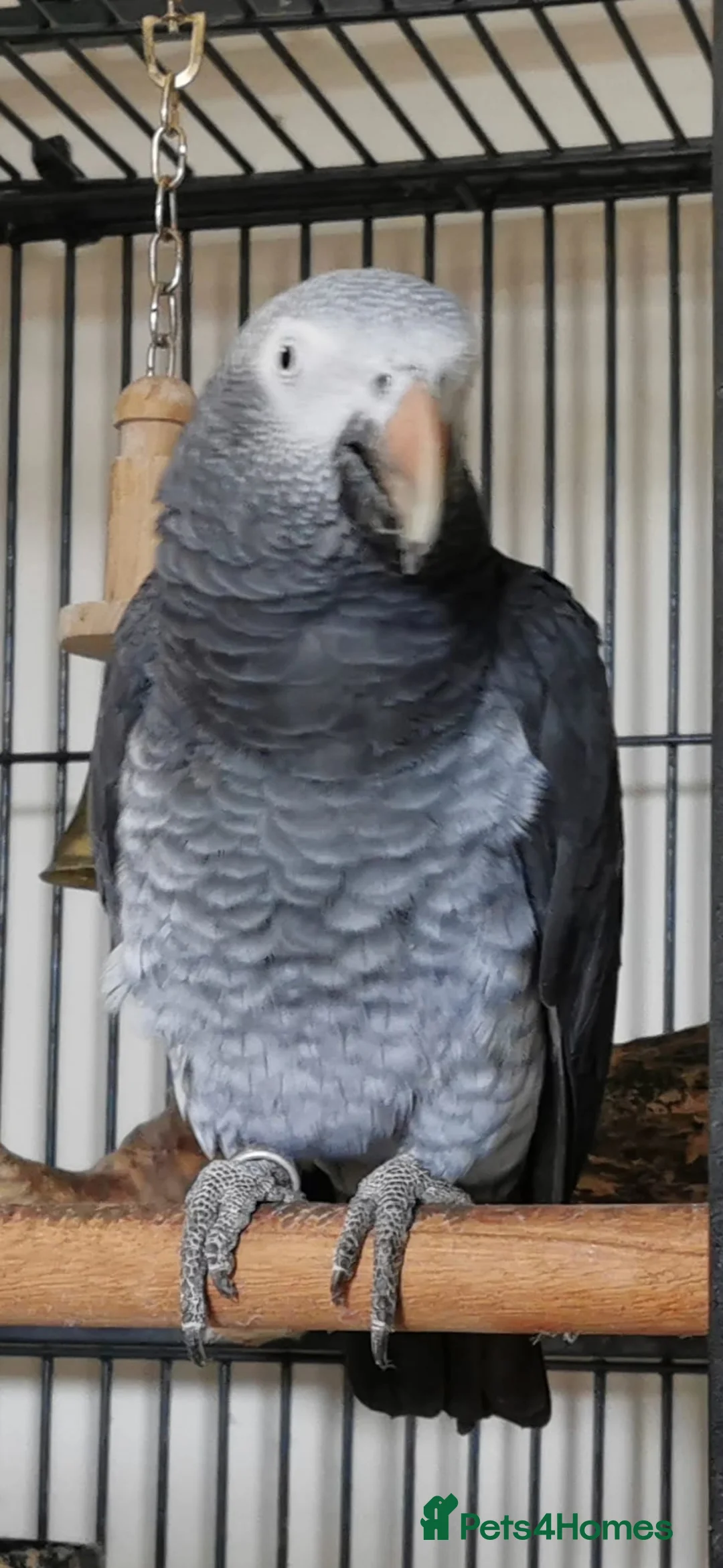 Parrots birds for sale: Male African grey  - Advert 1