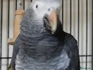Parrots birds Male African grey - Advert 1