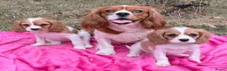 Cavalier King Charles Spaniel dogs for sale: Cavalier King Charles puppy’s Blenheim ready now  - Advert 3