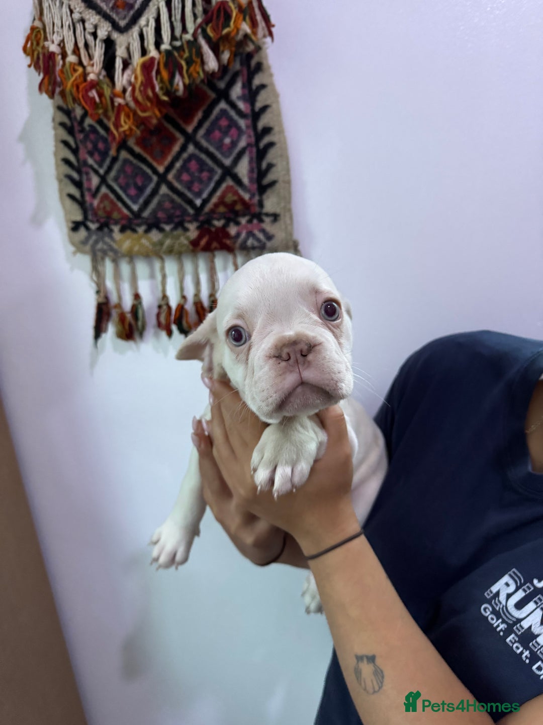 French Bulldog dogs for sale: French bulldog puppies - Image 6