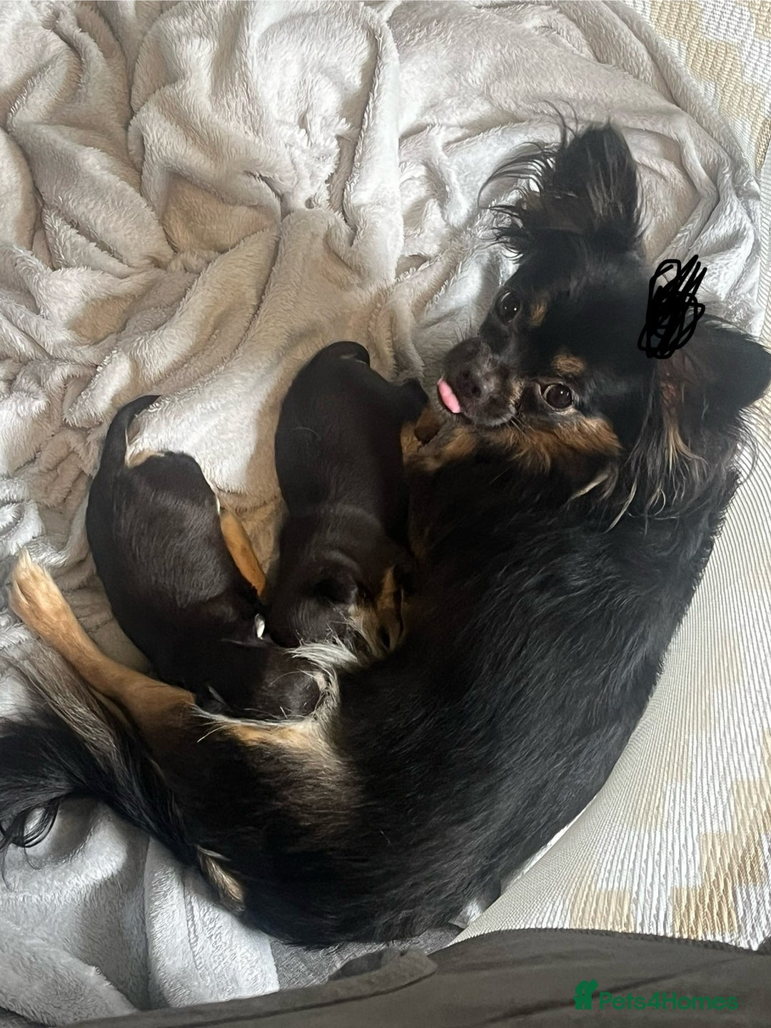 Mixed Breed dogs for sale: Chihuahua puppy’s  - Image 6