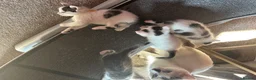 Ragdoll cats for sale: Ragdoll cross kittens mother is a purebred ragdoll - Advert 15