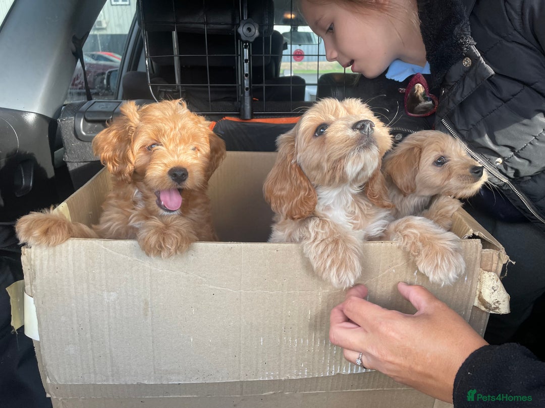 Mixed Breed dogs for sale: Toy Cockapoo puppies - Image 13