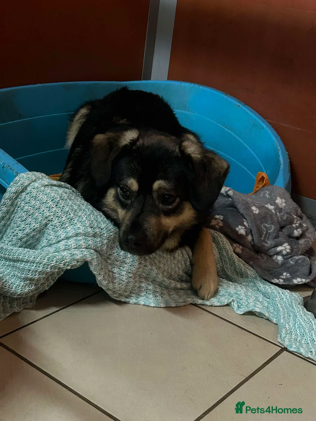 Mixed Breed dogs for adoption: Meet Isacc, currently residing in Cheshire  in Nantwich - Advert 8