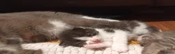 Mixed Breed cats for sale: 7 little kittens looking for new home. - Advert 3