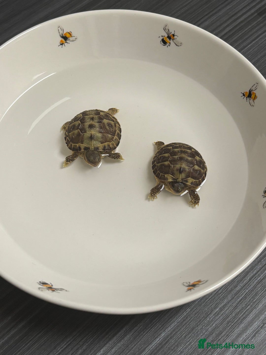 Tortoise reptiles for sale: STUNNING UK BRED HORSEFIELD BABIES AVAILABLE!! - Advert 3