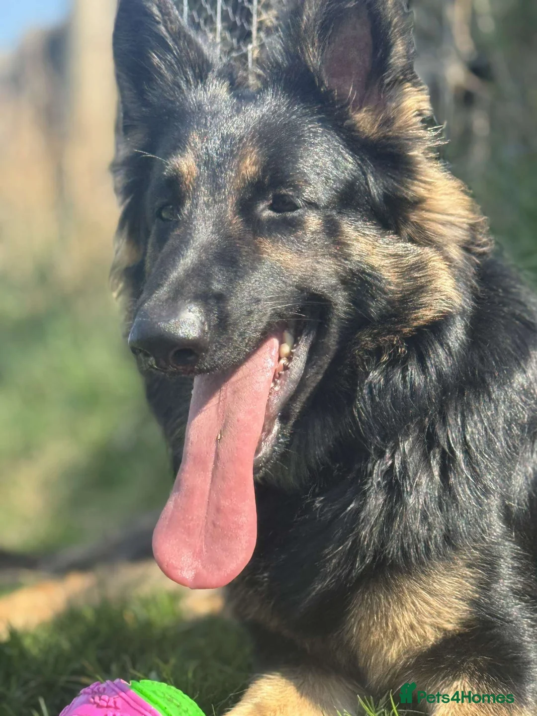 German Shepherd dogs for sale: Bonnie  in Huddersfield - Advert 6