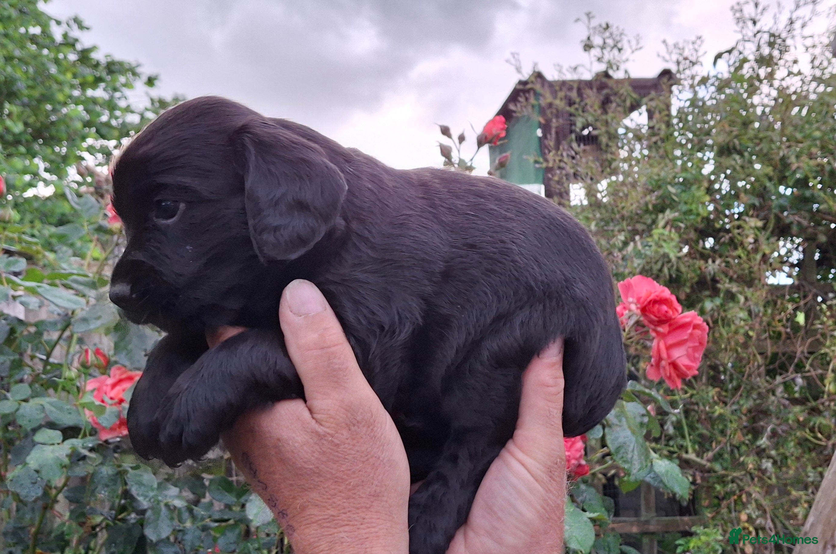 Springador dogs for sale: Springador  in Diss - Advert 4