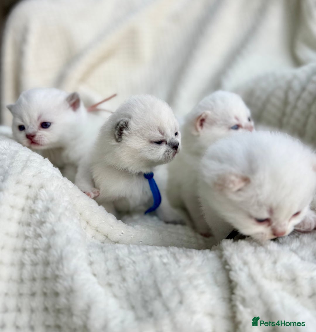 British Shorthair cats for sale: 5 lilac colour point kittens  - Advert 10