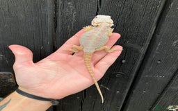 Bearded Dragon reptiles for sale: Bearded Dragons - stunning babies  - Image 5