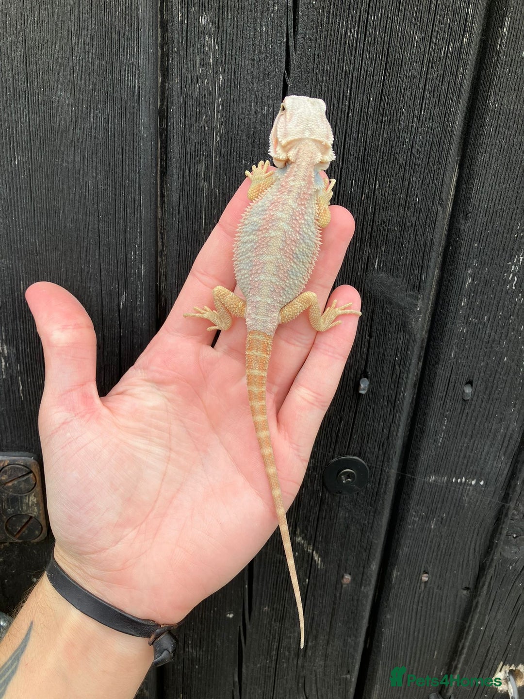 Bearded Dragon reptiles for sale: Bearded Dragons - stunning babies  - Image 5