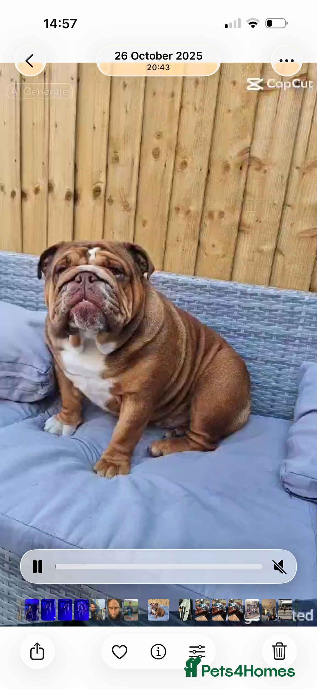 English Bulldog dogs for sale: 🌸❤️ TOP BLOOD LINE ENGLISH BULLDOGS RED AND WHITE - Advert 2