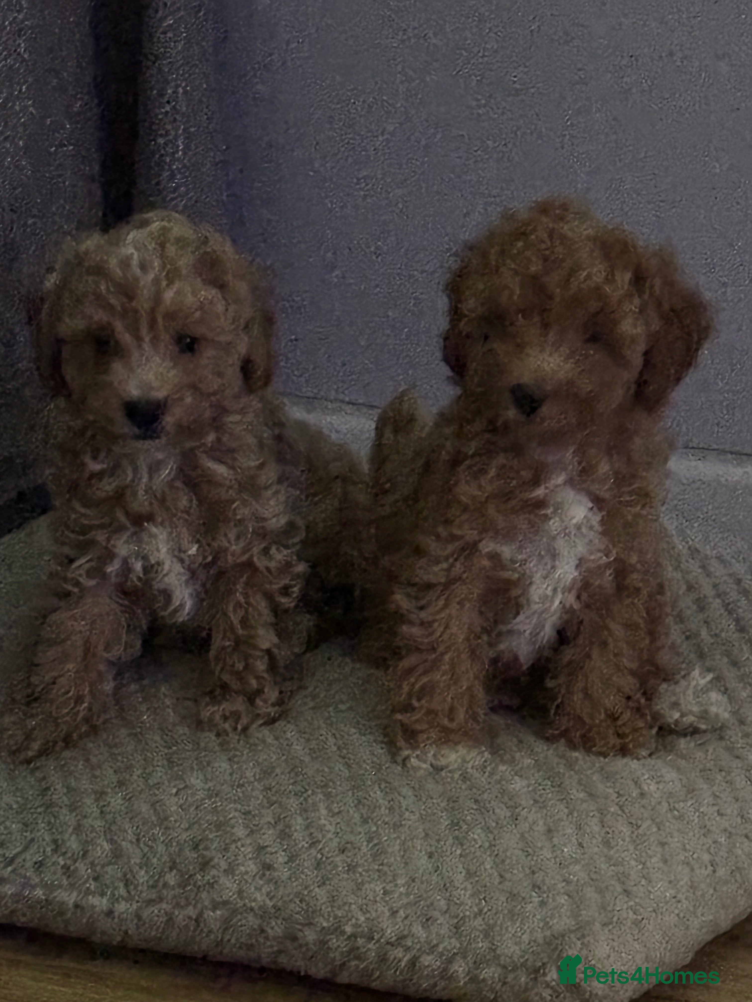 Toy Poodle dogs Toy puddles  - Advert 15