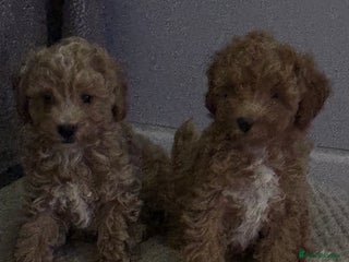 Toy Poodle dogs Toy puddles - Advert 15