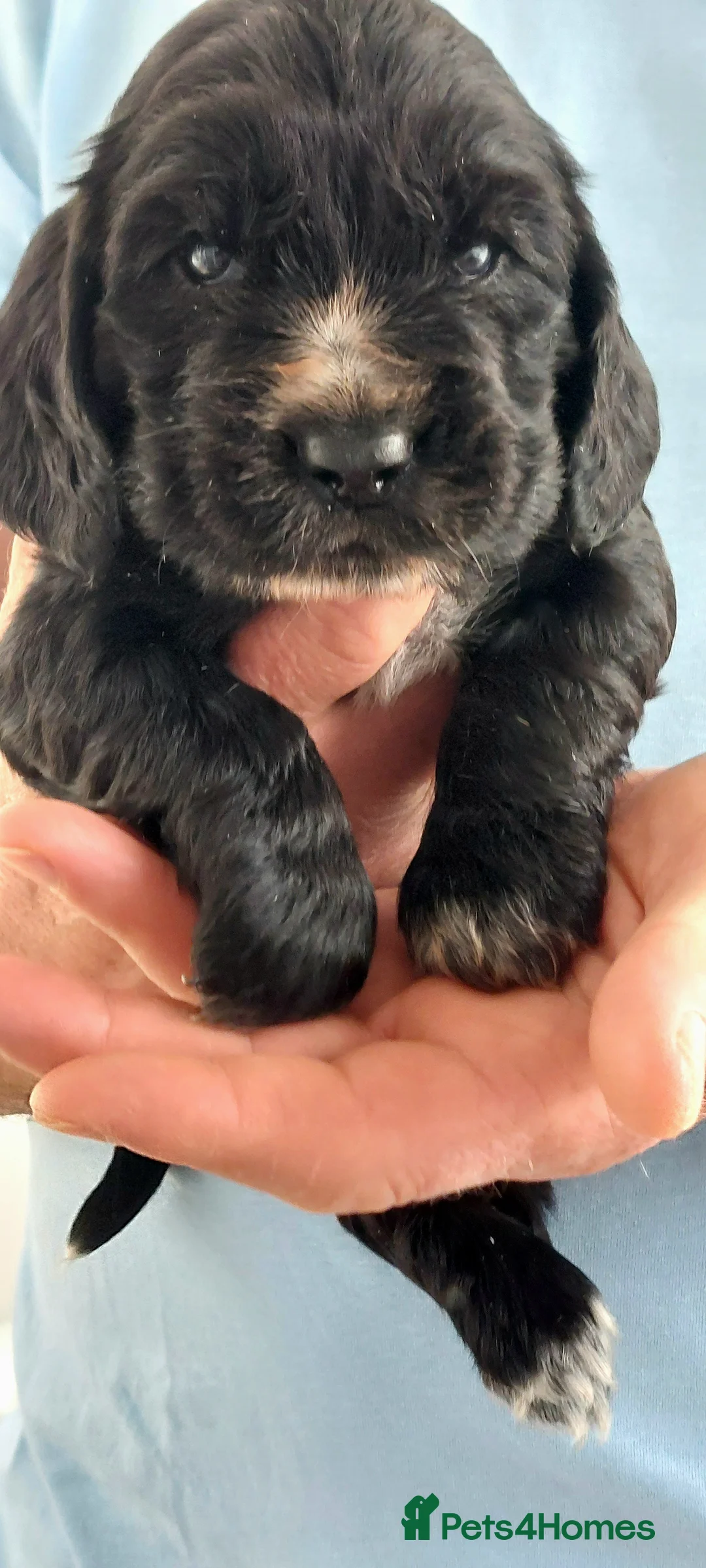 Cocker Spaniel dogs for sale: 5 Cocker spaniel pups - Advert 2