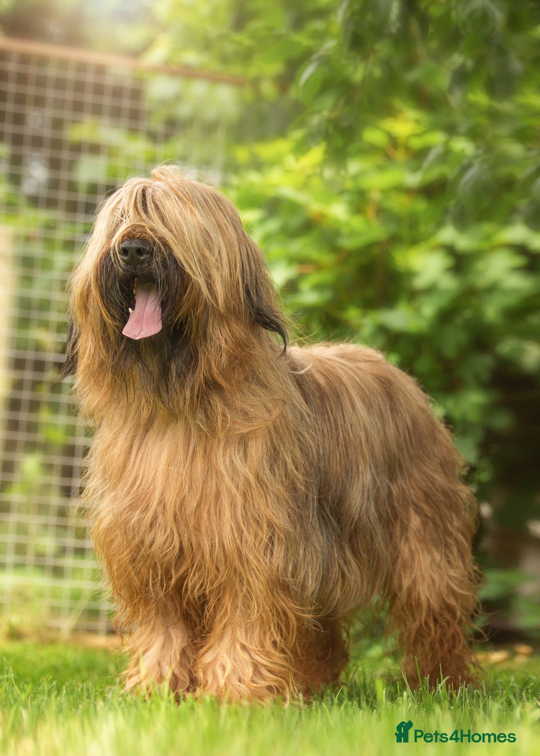 Briard dogs for sale: BEAUTIFUL Briard Female Puppies - Advert 1