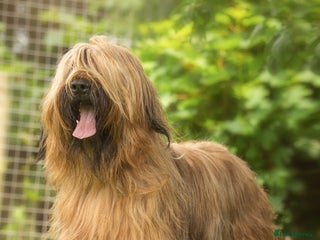 Briard dogs BEAUTIFUL Briard Female Puppies - Advert 6