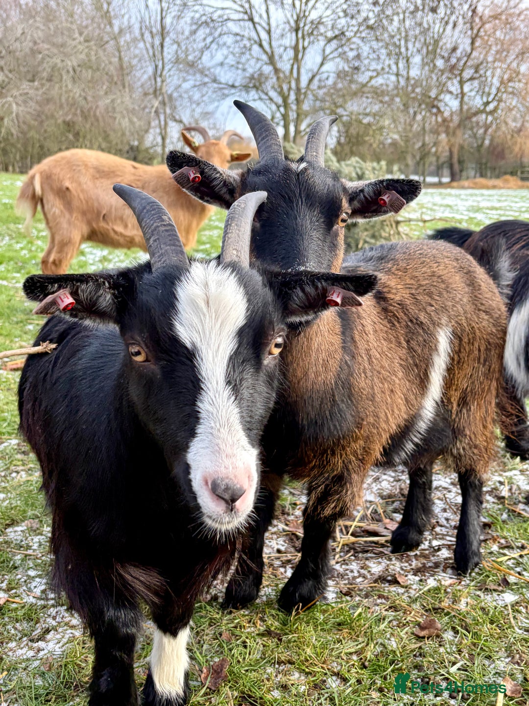 Goats livestock for sale: Pygmy goat Nannie’s for sale  - Advert 1