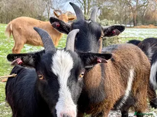 Goats livestock Pygmy nanny for sale - Advert 15
