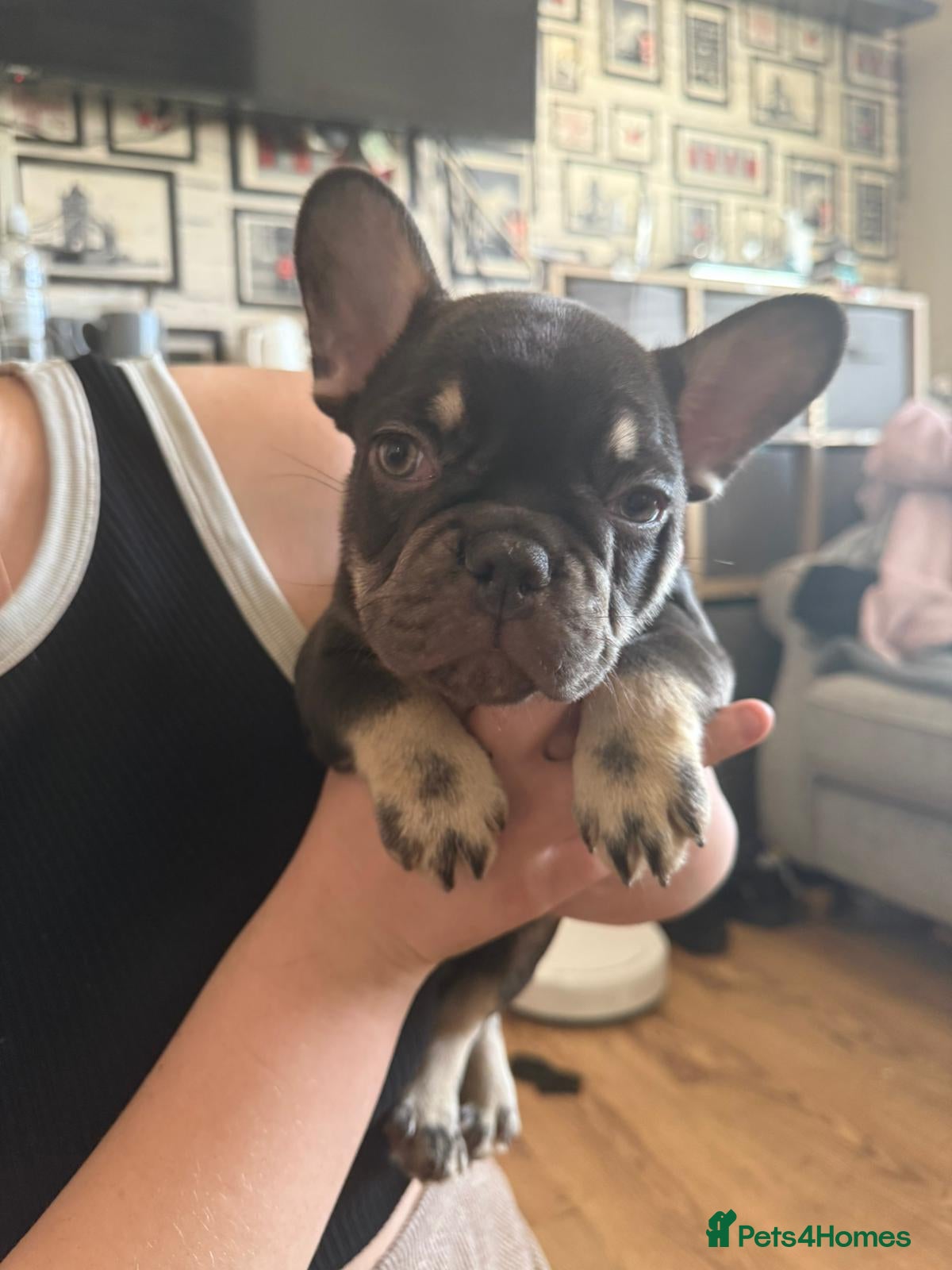 French Bulldog dogs READY NOW french bulldog puppies. fluffy carriers. - Advert 3