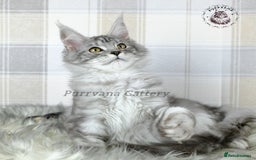 Maine Coon cats for sale: TICA registration Maine coon kittens Ready to go - Image 3