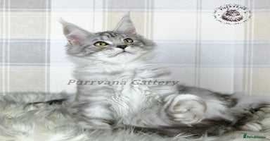 Maine Coon cats - Advert 3