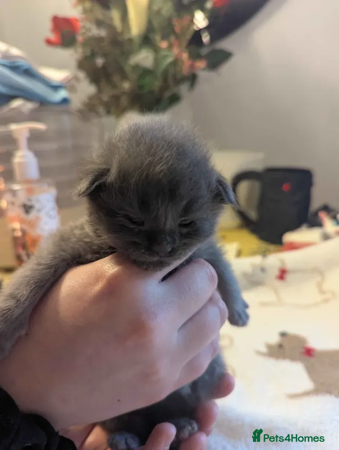 Maine Coon cats for sale: Gorgeous Maine Coon Kittens for sale - Advert 19