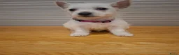 West Highland Terrier dogs for sale: FifeWesties  - Advert 3