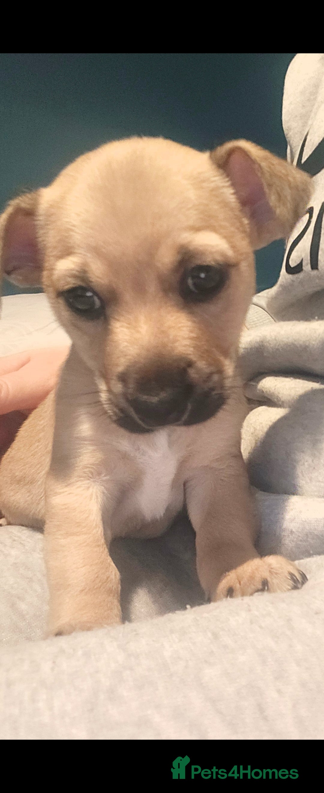 Jack Russell dogs for sale: Jack Russell puppies  - Advert 13