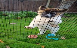 Akita dogs for sale: Beautiful KC registered Akitas  - Image 10