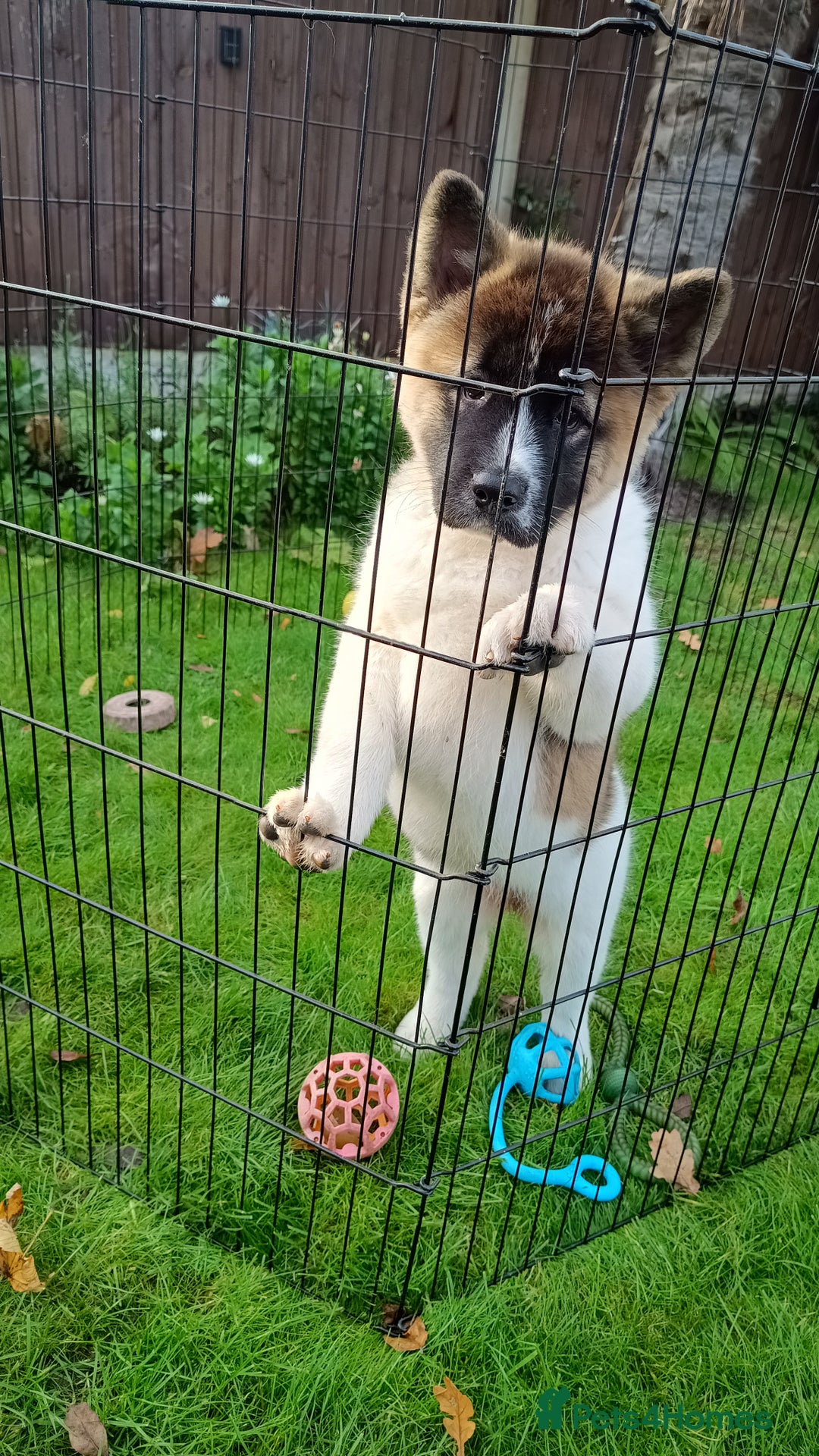 Akita dogs for sale: Beautiful KC registered Akitas  - Image 10