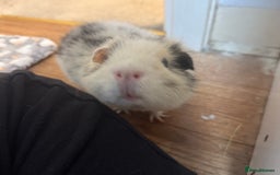 Guinea Pig rodents for sale: Bumble & Mochi Two Loving Male Guinea Pigs  - Image 1