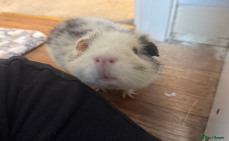 Guinea Pig rodents - Advert 3