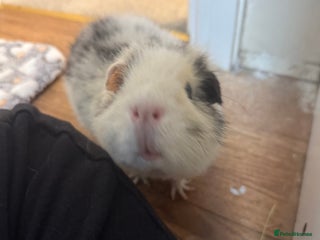 Guinea Pig rodents - Advert 29