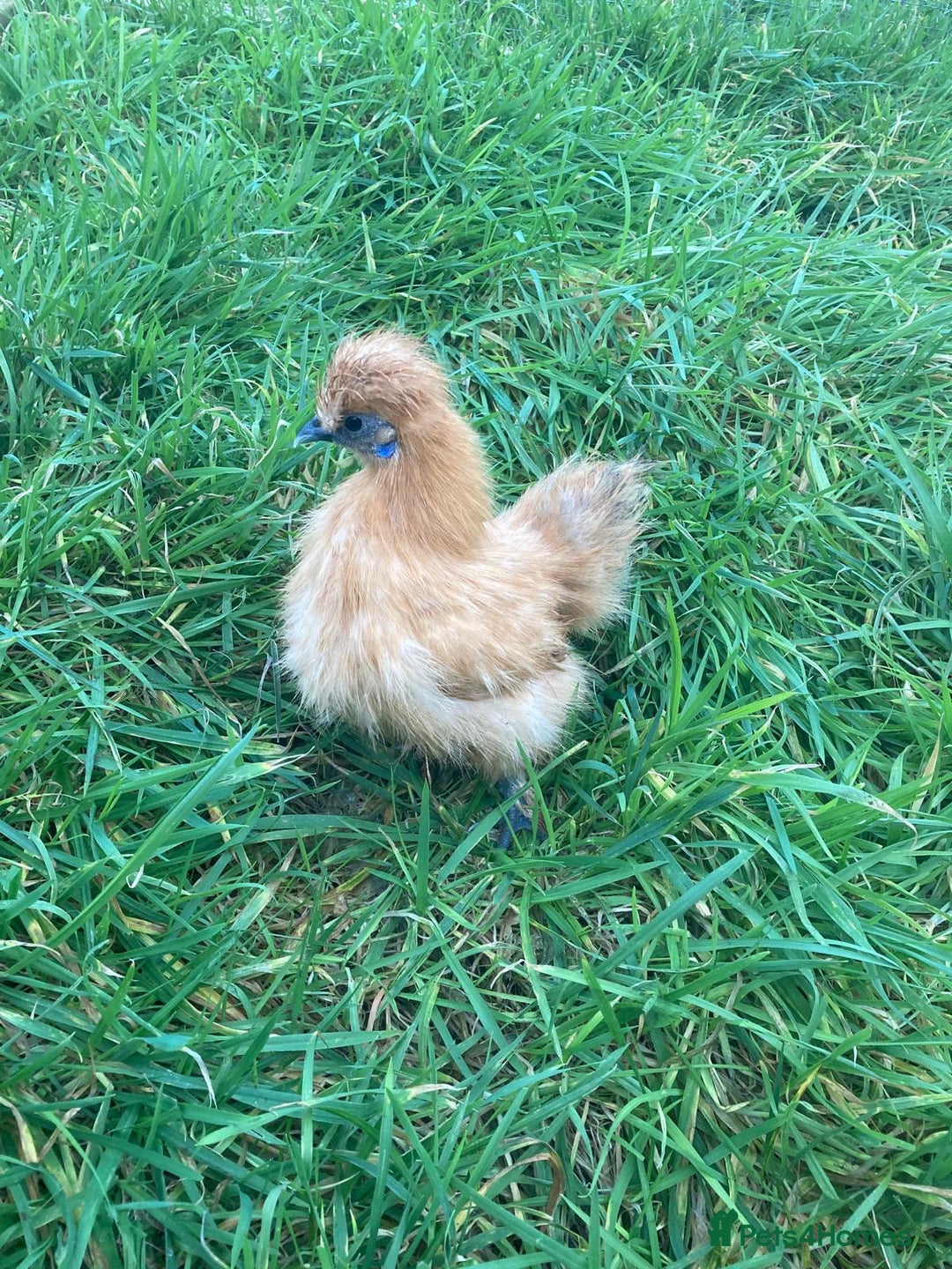 Chickens poultry for sale: Various chickens - Advert 4