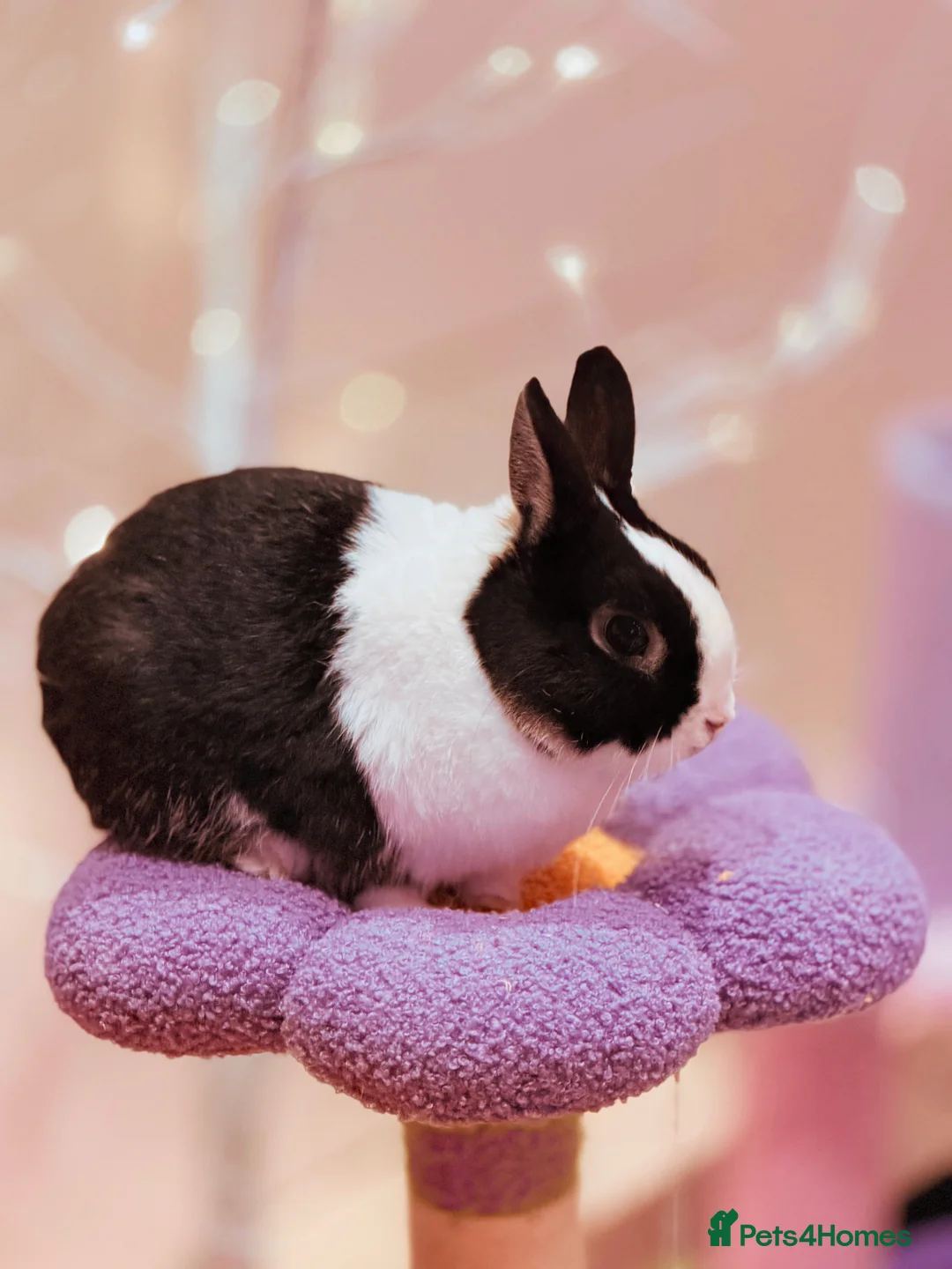 Netherland Dwarf rabbits for sale: Urgent rehoming. Young Netherland dwarf+ mini lop - Advert 18