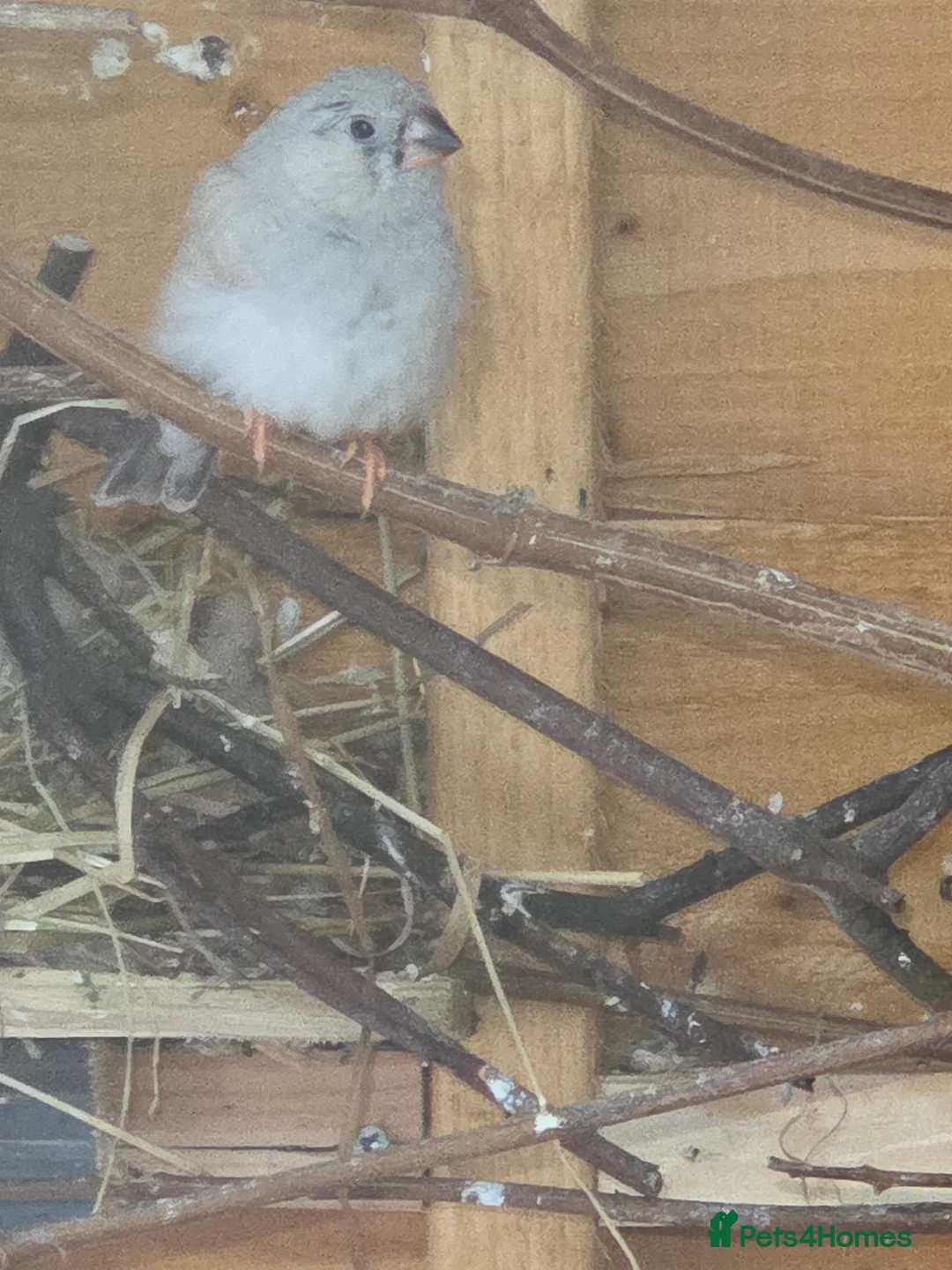 Finches birds for sale: Mixed aviary and indoor breed Zebra finches - Advert 6
